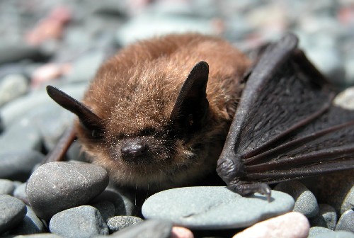 little-brown-bat-www-caveofthemounds-com_